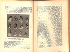 Die Jagd der Vorzeit (Gebrauchtbuch)