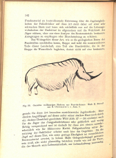 Die Jagd der Vorzeit (Gebrauchtbuch)