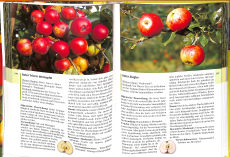 Farbatlas Alte Obstsorten (Gebrauchtbuch)