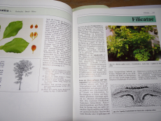 Giftpflanzen - Handbuch für Apotheker, Ärzte, Toxikologen und Biologen (Gebrauchtbuch)