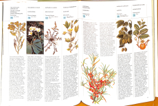 Heilpflanzen und ihre Kräfte (Gebrauchtbuch)