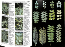 Bäume und Sträucher Bestimmungsbuch 1600 Fotos (Gebrauchtbuch)