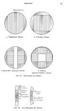 Bauverbandslehre 4a - Der Bautischler und Bauschlosser