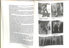 Selbstversorgen durch Ziegenhaltung (Gebrauchtbuch)