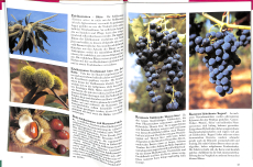 Obst - Die besten Sorten für den Garten (Gebrauchtbuch)