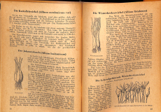 Zwiebeln das ganze Jahr (Gebrauchtbuch)