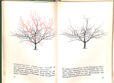 Schnitt der Obstgehölze (Gebrauchtbuch)