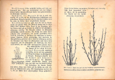Unsere Beerensträucher (Gebrauchtbuch)